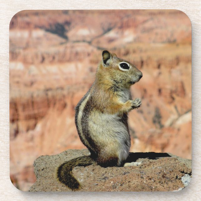 Golden Mantled Ground Squirrel Coaster (Front)