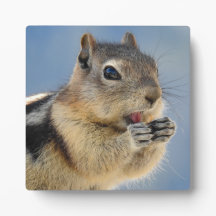 Golden Mantled Ground Squirrel Desktop Plaque