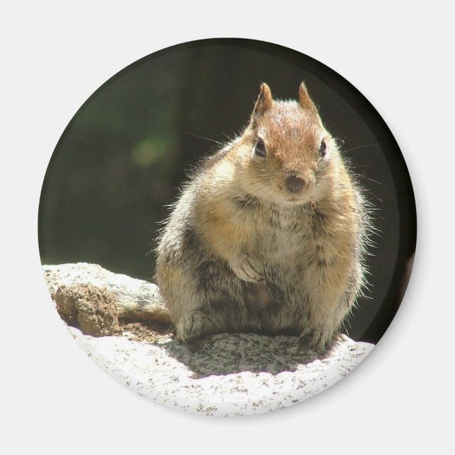 Golden mantled ground squirrel magnet (Front)