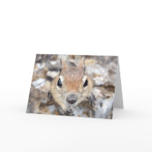 Golden Mantled Ground Squirrel Notecard