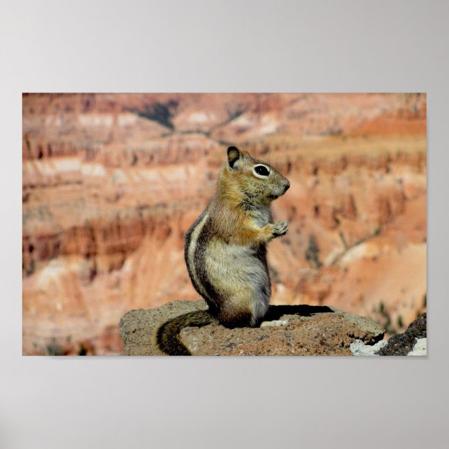 Golden Mantled Ground Squirrel Poster (Front)