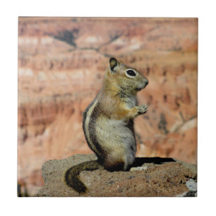 Golden Mantled Ground Squirrel Tile