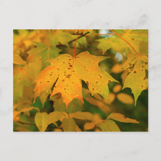 Golden Maple leaf close up Postcard (Front)