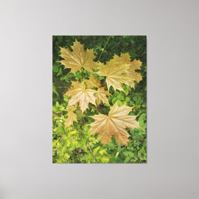 Golden maple leaves canvas print (Front)