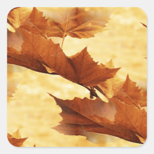 Golden Maple Leaves Painterly Photography Square Sticker
