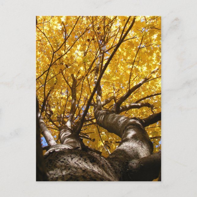 Golden Maple ~ postcard (Front)