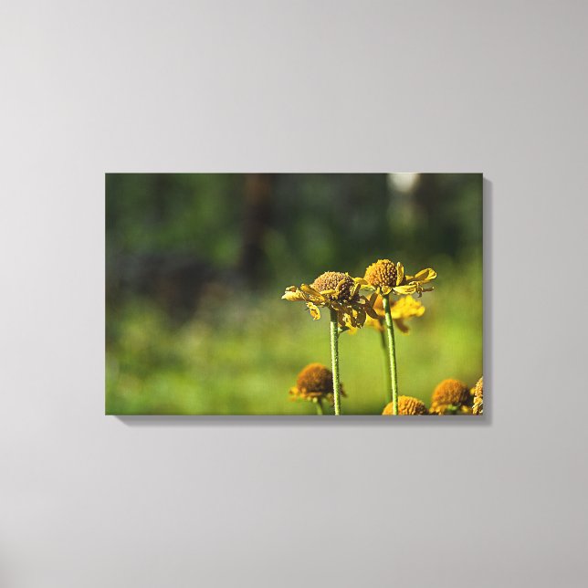 Golden Meadow Flower Canvas Print (Front)