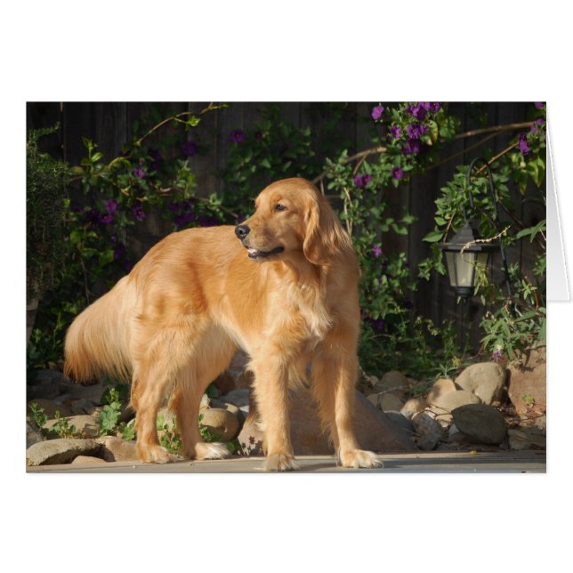 Golden Moment (Front Horizontal)