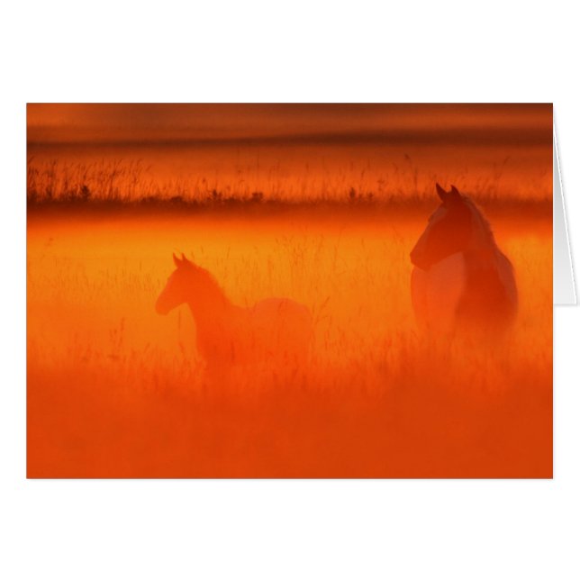 Golden Moment (Front Horizontal)