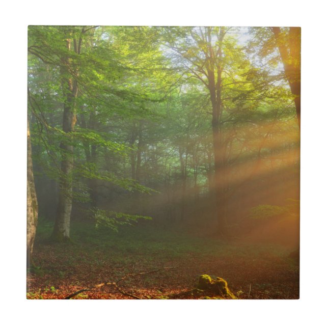 Golden Moment of Light Tile (Front)