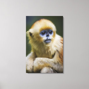 Golden monkey canvas print
