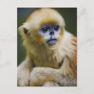 Golden monkey postcard