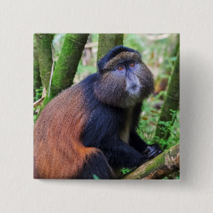 Golden Monkey, Rwanda 15 Cm Square Badge