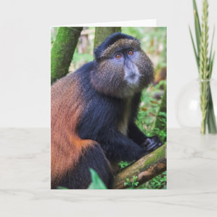 Golden Monkey, Rwanda Card