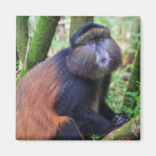 Golden Monkey, Rwanda Magnet