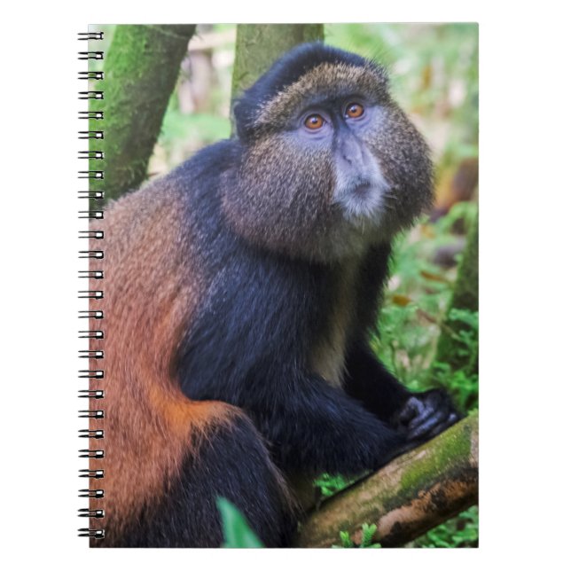 Golden Monkey, Rwanda Notebook (Front)