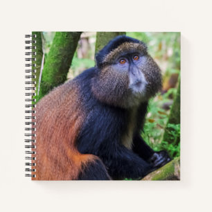 Golden Monkey, Rwanda Notebook