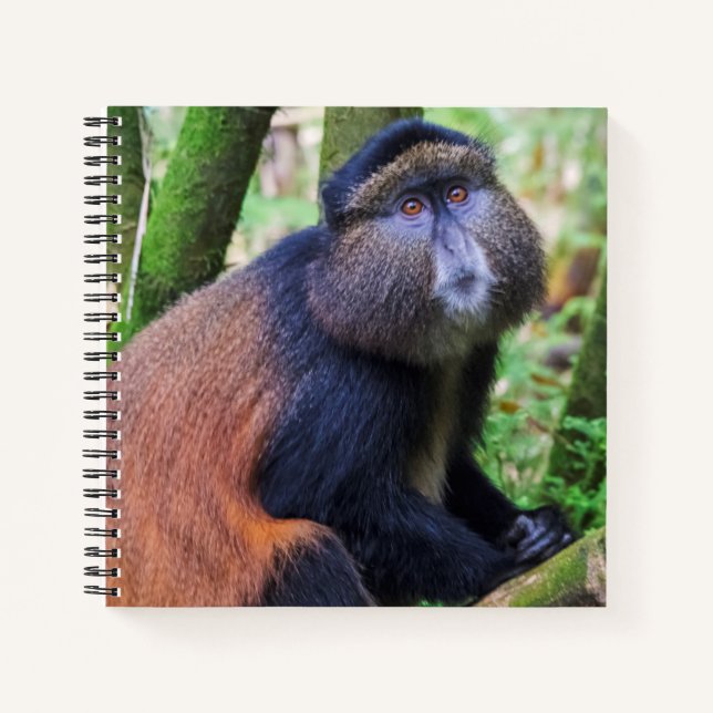 Golden Monkey, Rwanda Notebook (Front)