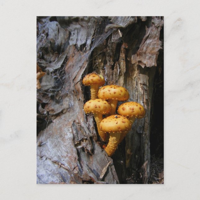Golden Mushrooms ~ postcard (Front)