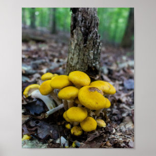 Golden Mushrooms Poster