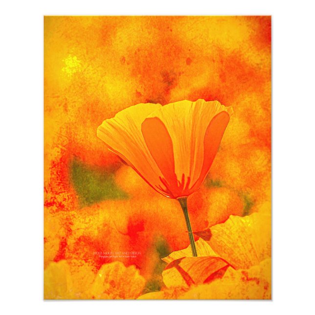 Golden Orange California Poppy "Land Of Orange" Photo Print (Front)