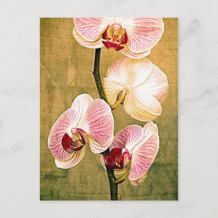Golden Orchids Postcard