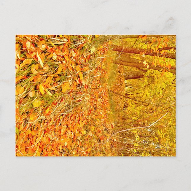 Golden Path Postcard (Front)