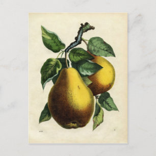 Golden Pears Postcard