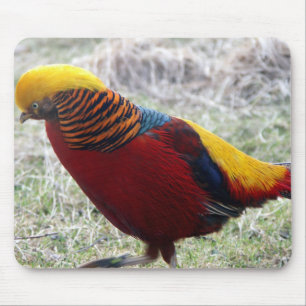 Golden Pheasant - Chrysolophus pictus Mouse Mat