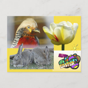 Golden Pheasant Happy Easter Postcard