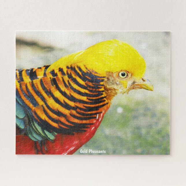 Golden  Pheasant Jigsaw Puzzle (Horizontal)