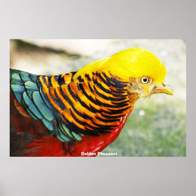 Golden Pheasant Poster (Front)