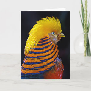 Golden pheasant print greeting card