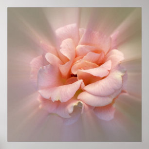 Golden pink poster