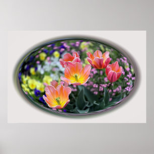 Golden pink tulips poster