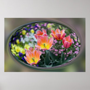 Golden pink tulips poster