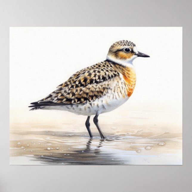 Golden Plover Bird Art Print Poster (Front)