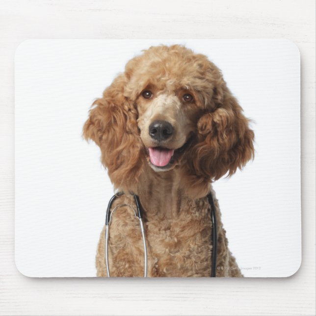 Golden Poodle Dog wearing a stethoscope Mouse Mat (Front)