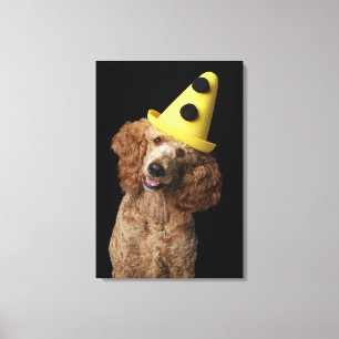 Golden Poodle Dog wearing a yellow clown hat Canvas Print