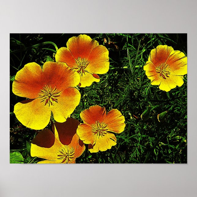 Golden Poppies Poster (Front)