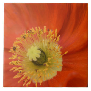 Golden Poppy - Vibrant Botanical Close-Up Tile