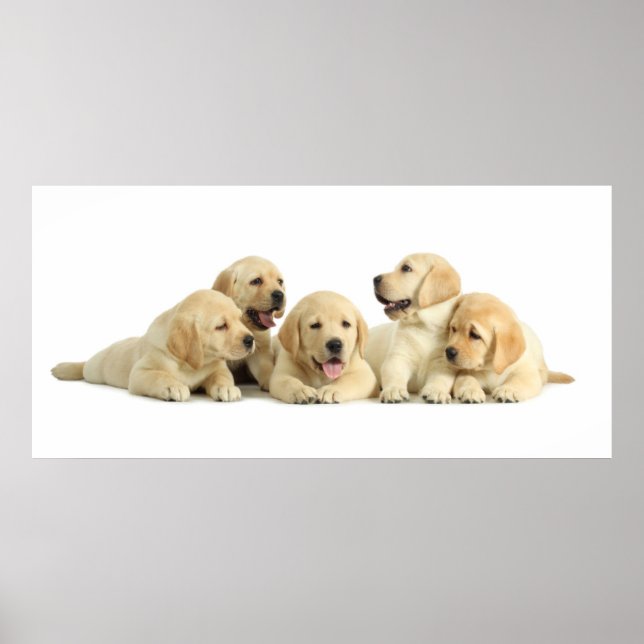 Golden Puppy Pile Poster (Front)