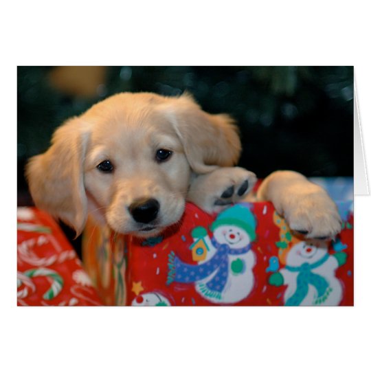 Golden Puppy Present Christmas Card