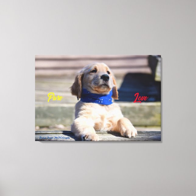 Golden Puppy with Bandanna  - Canvas Print (Front)