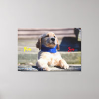 Golden Puppy with Bandanna  - Canvas Print