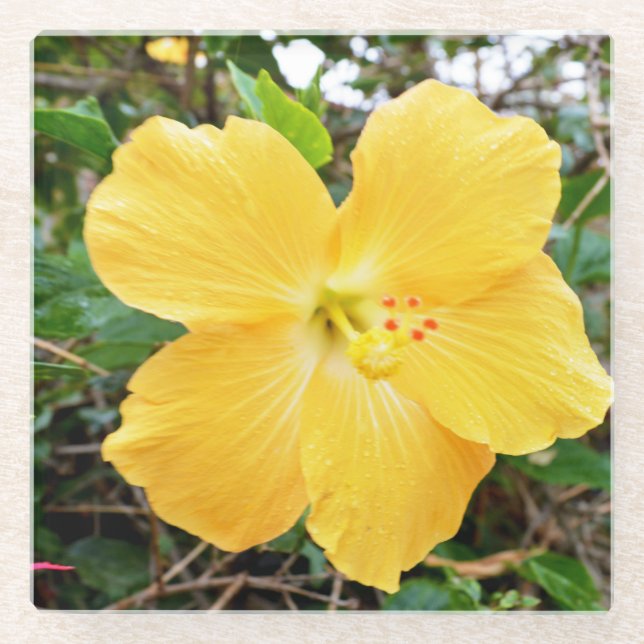 "Golden Radiance: Yellow Hibiscus Flower on a Tree Glass Coaster (Front)
