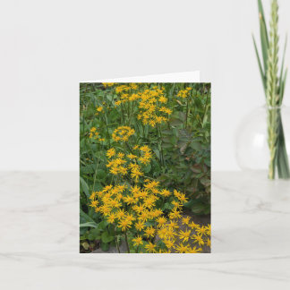 Golden Ragwort @ Stenton House Museum & Garden Thank You Card