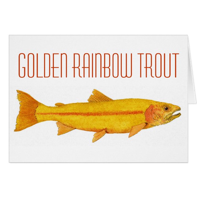 Golden Rainbow Trout. (Front Horizontal)