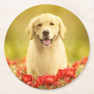 Golden Retirever in Red Flowers Round Paper Coaster
