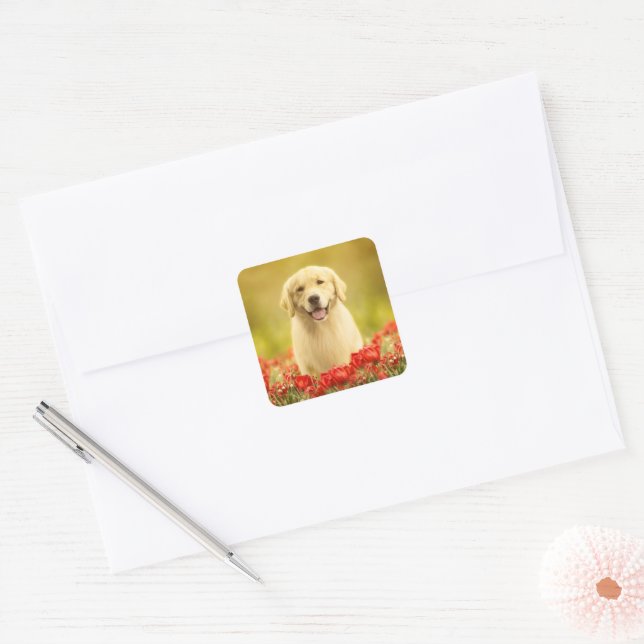 Golden Retirever in Red Flowers Square Sticker (Envelope)